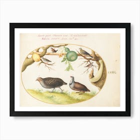 Two Partridges, A Wren, And Other Birds, Joris Hoefnagel Art Print