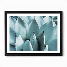 Blue Agave Leaves Art Print