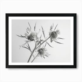 Artgardleweed Minimal Art Of Eryngium Bourgatii Tight Minimal Co 88be08d3 2524 4b69 Af89 09b5c946fe04 3example Low Res Scale 6 00x Art Print