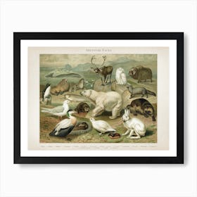 Vintage Meyers 4 Arktische Fauna Art Print