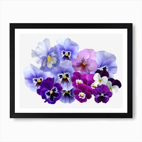 Pansy Isolated Violet Nature Art Print