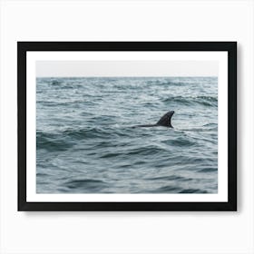 Dolphin In The Sea Art Print