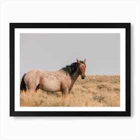 Bay Roan Wild Horse Art Print