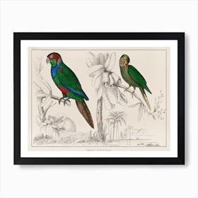 Two Parakeets Art Print