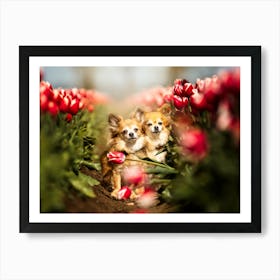 Chihuahuas in between the Tulips - Belgium dog photo print - moody animal photography art Art Print