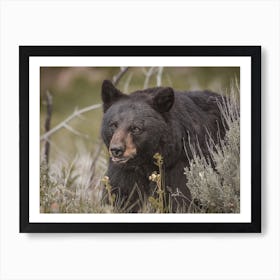 Spring Black Bear Art Print