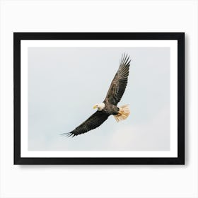 Flying Bald Eagle Art Print