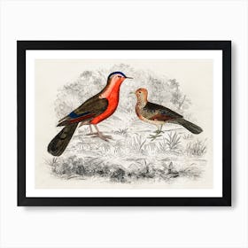 Hand Drawn Sketch Of Birds, Oliver Goldsmith Art Print