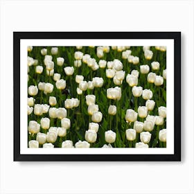 White Tulips 1 Art Print