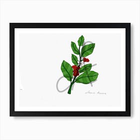 coffee plant drawing Art Print