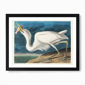 Great White Heron, Birds Of America, John James Audubon Art Print