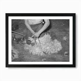 Tying Feet Of Goat With Leather Strap Before Shearing, Kimble County, Texas By Russell Lee Art Print