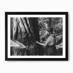 Untitled Photo, Possibly Related To A Faller Who Is Pouring Oil On This Saw While Falling A Tree, Cowlitz County Art Print