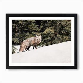 Gray Fox In The Snow Art Print