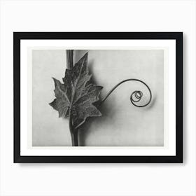 White Bryony, Karl Blossfeldt Art Print