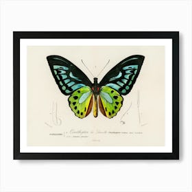 Green Birdwing (Ornithoptera Priamus), Charles Dessalines D'Orbigny Art Print