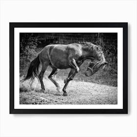 Stallion Art Print