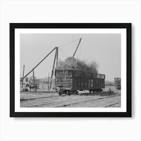 Sugarcane Loaded Into Gondola Car, New Roads, Louisiana By Russell Lee Art Print