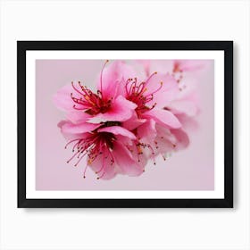 Pink Peach Blossom 1 Poster