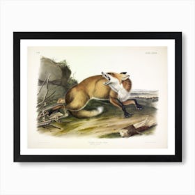 American Red Fox, John James Audubon Art Print