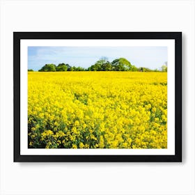 Field Of Yellow Art Print