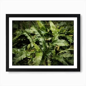 Botanical Tropical Leaves // Nature Photography Art Print