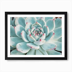 Blue And Pink Succulent Art Print