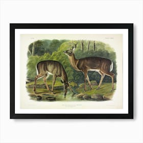 Common Deer, John James Audubon Art Print