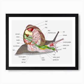 Snail Anatomy Art Print