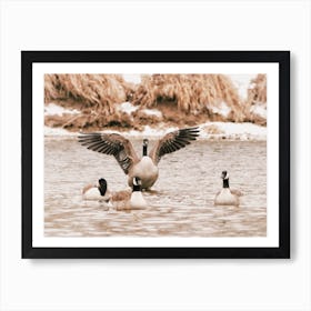 Geese In Cold Water Art Print