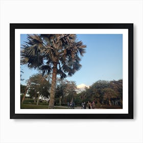 Palm Tree In The Park Art Print