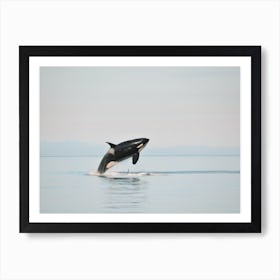 Killer Whale In Ocean Art Print