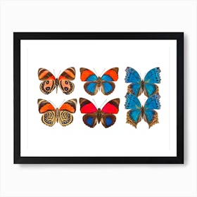 Collection Of Six Butterflies Art Print