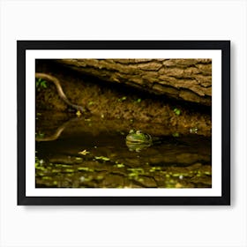 Frog In Water Art Print