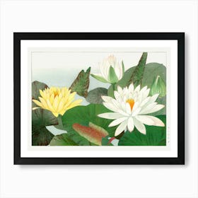 Water Lilies Art Print