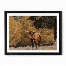 Longhorn Cow Art Print