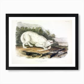  White American Wolf, John James Audubon Art Print