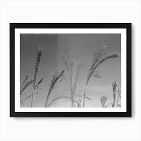 Broom Corn, Baca County, Colorado, One Of The Main Cash Crops Of This Region By Russell Lee Art Print