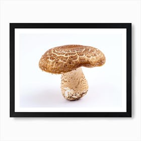 Fungus Isolated On White Art Print