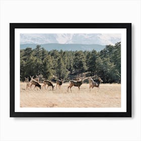 Mule Deer Herd Art Print