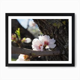 Soft pink almond blossoms and wood Art Print