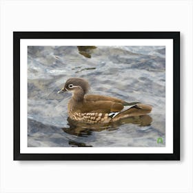 Wood Duck 20230108948pub Art Print