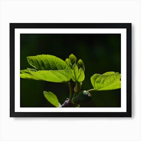 Fig Tree Art Print