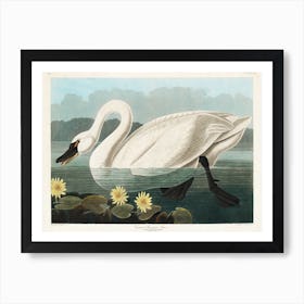 Common American Swan Art Print