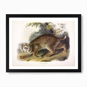 Lynx Rufus, John James Audubon Art Print