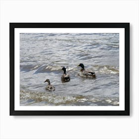 three Ducklings 11346 Art Print