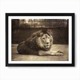 Portrait Of Majesty Art Print