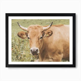 Brown Cow Scenery Art Print