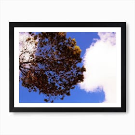 Bottom View Of A Red Tree With Clouds And Blue Sky In The Background Art Print