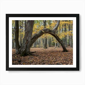 Arch In The Woods Art Print